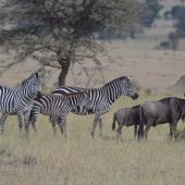  The Serengeti, TZ